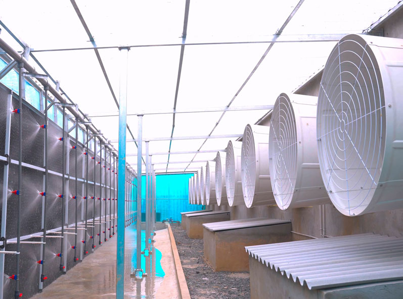Proyek EPC Peralatan Peternakan Babi Vietnam