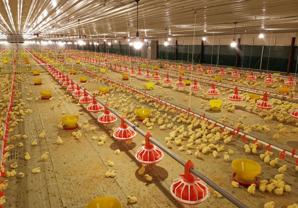 Manajemen lantai kandang ayam broiler