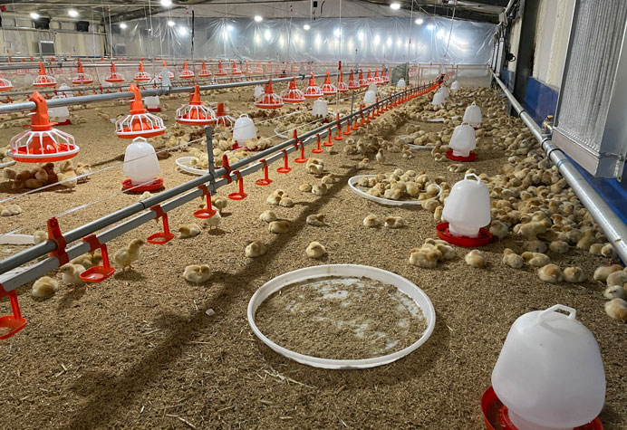 Manajemen lantai kandang ayam broiler