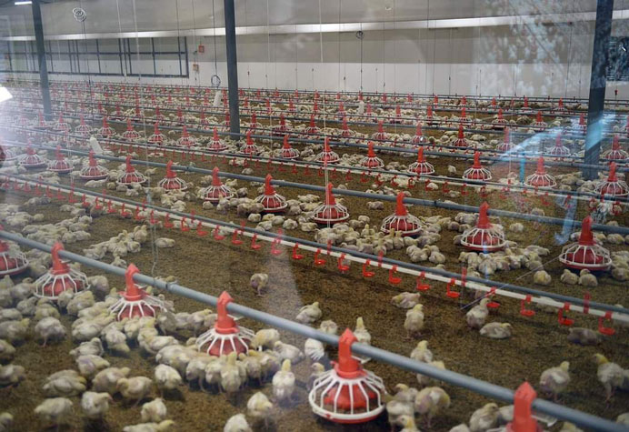 Manajemen lantai kandang ayam broiler