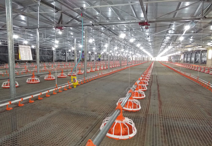 Manajemen lantai kandang ayam broiler