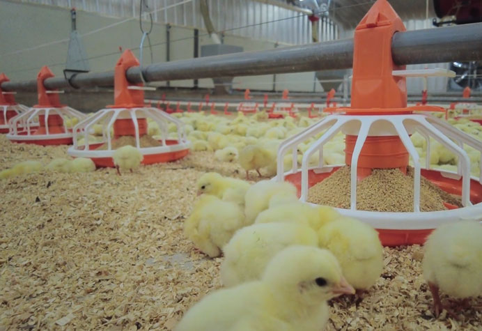 Manajemen lantai kandang ayam broiler