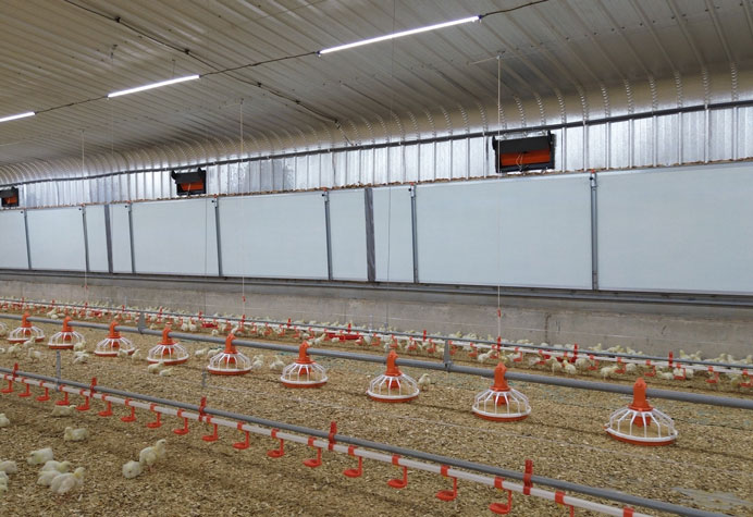 Manajemen lantai kandang ayam broiler
