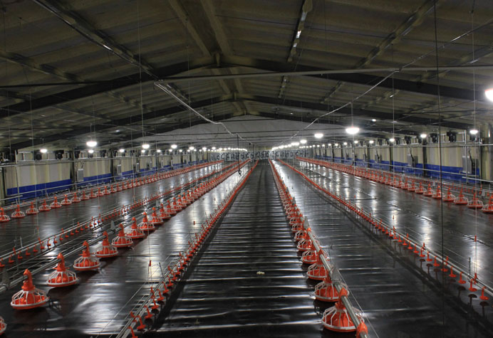 Manajemen lantai kandang ayam broiler