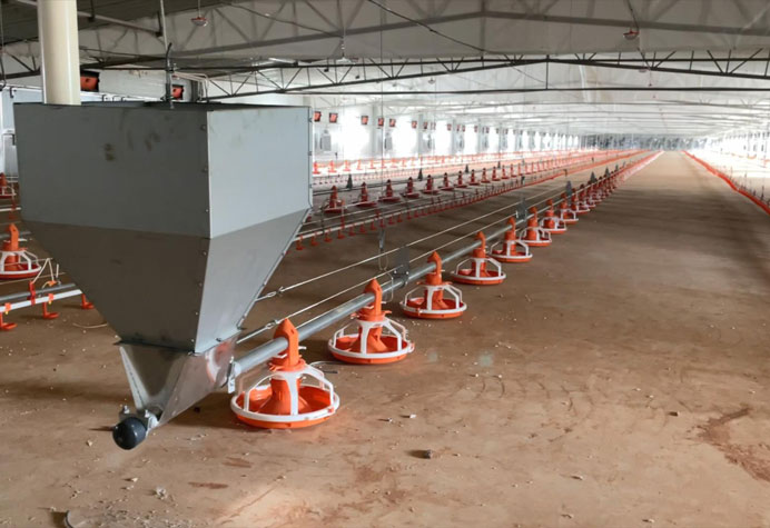 Manajemen lantai kandang ayam broiler