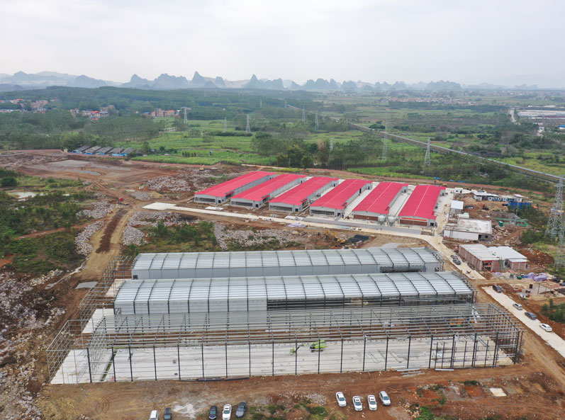 Proyek pembibitan ayam petelur rantai industri lengkap Guigang Tongfa dengan kapasitas 3,6 juta ekor.