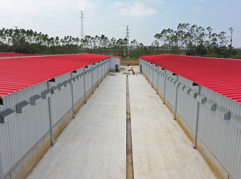 Proyek pembibitan ayam petelur rantai industri lengkap Guigang Tongfa dengan kapasitas 3,6 juta ekor.