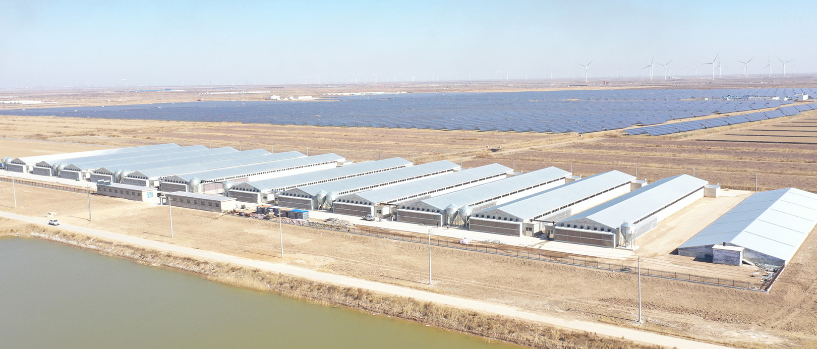 Proyek Peternakan Kandang Broiler Shandong