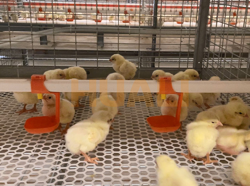 Proyek Peternakan Kandang Broiler Shandong