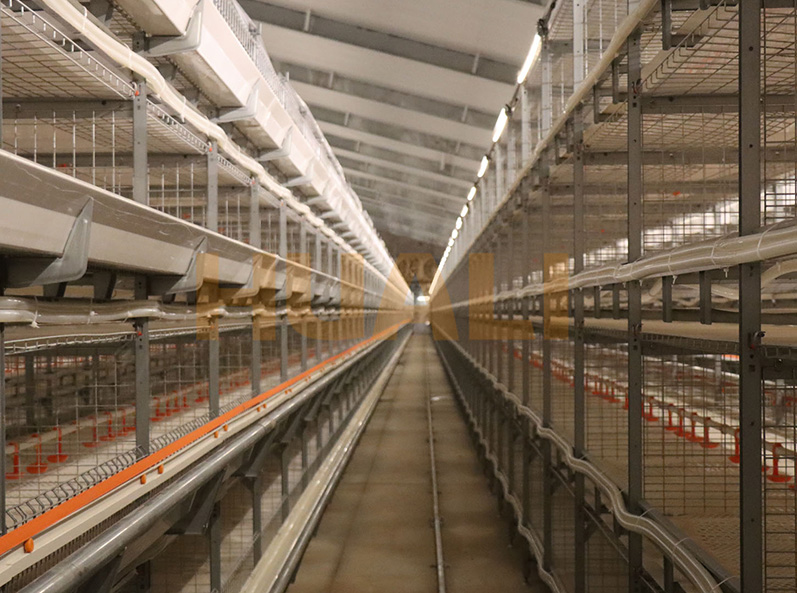 Proyek Peternakan Kandang Broiler Shandong