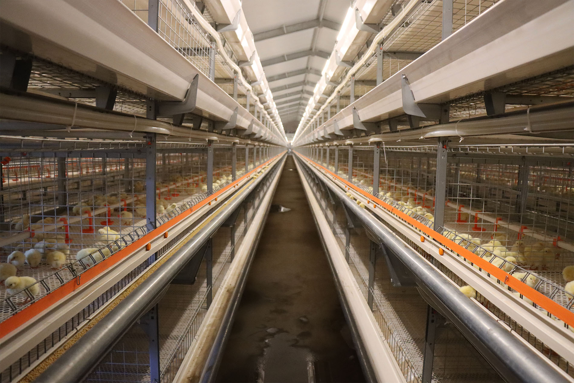 Proyek Peternakan Kandang Broiler Shandong