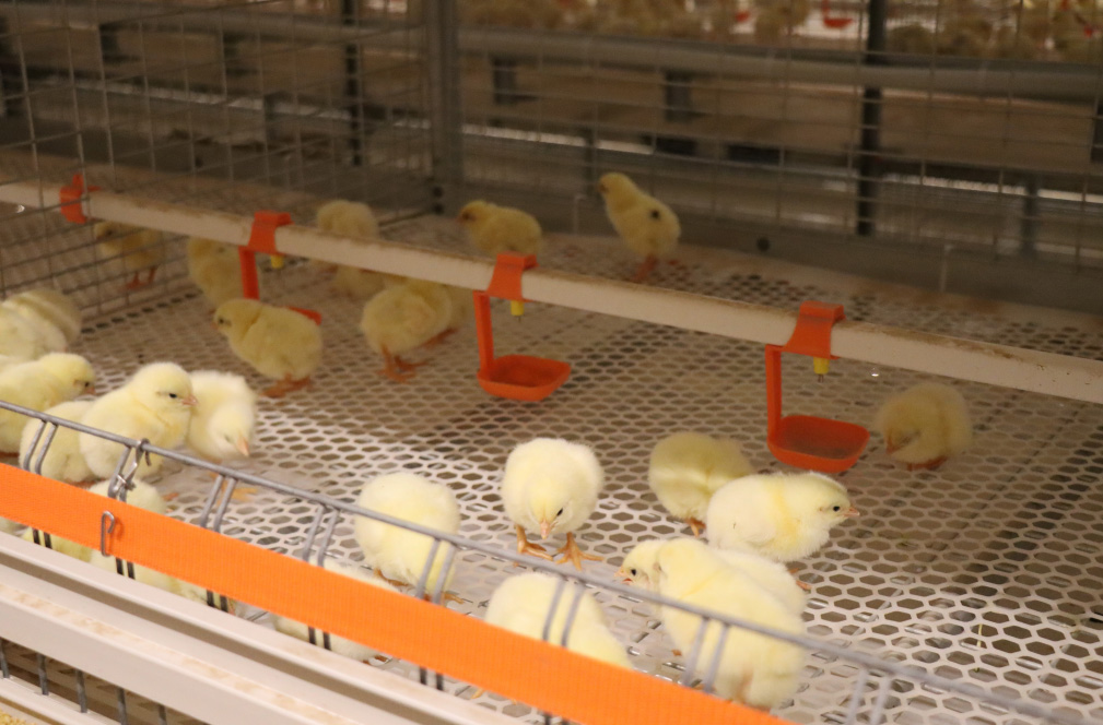 Proyek Peternakan Kandang Broiler Shandong