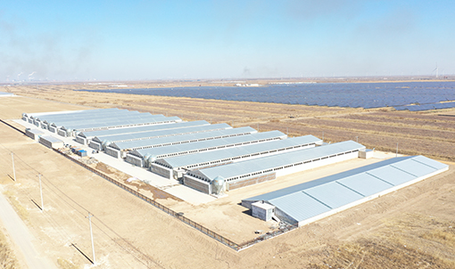 Proyek Peternakan Kandang Broiler Shandong
