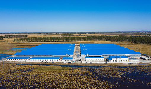 Proyek Peternakan Kandang Broiler Fuxin Shuanghui