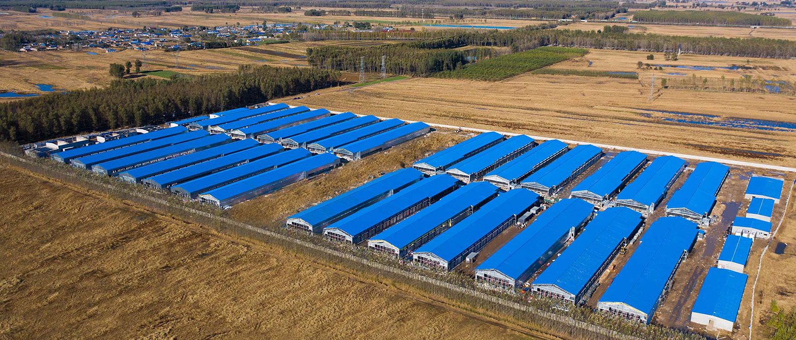 Proyek Peternakan Kandang Broiler Fuxin Shuanghui