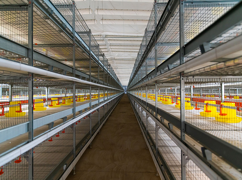 Proyek Peternakan Kandang Broiler Fuxin Shuanghui