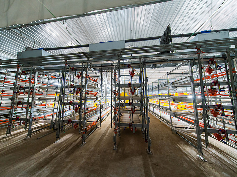 Proyek Peternakan Kandang Broiler Fuxin Shuanghui