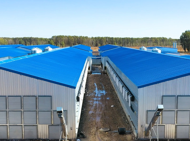 Proyek Peternakan Kandang Broiler Fuxin Shuanghui