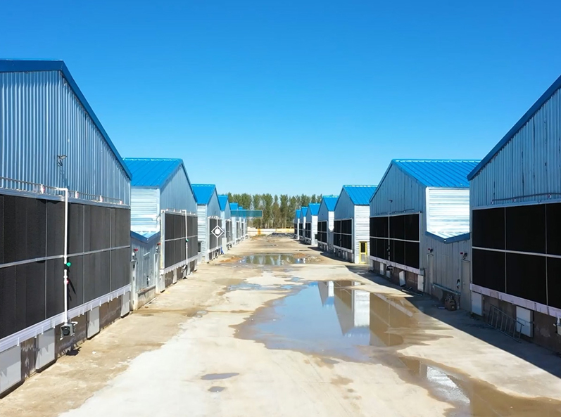 Proyek Peternakan Kandang Broiler Fuxin Shuanghui
