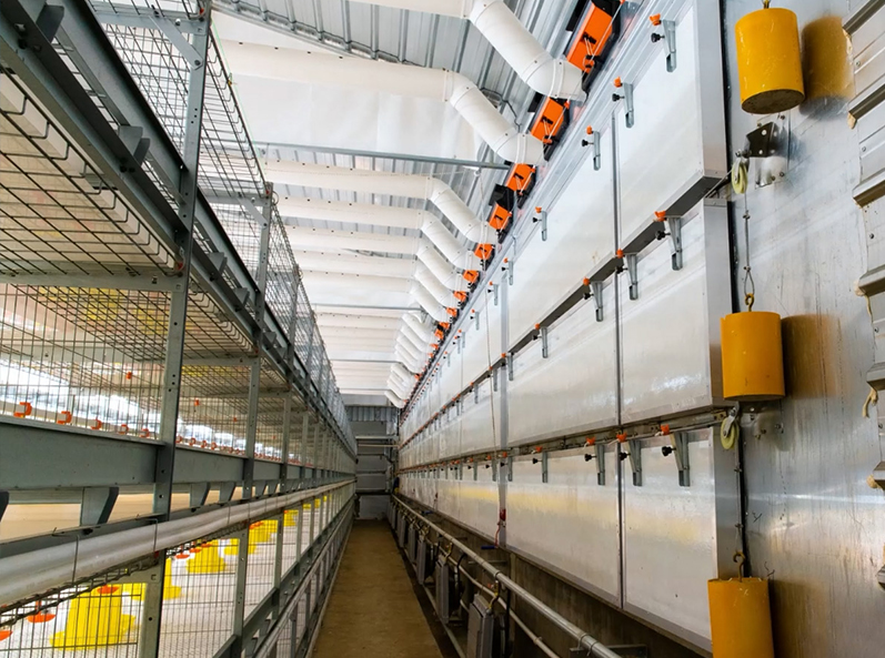 Proyek Peternakan Kandang Broiler Fuxin Shuanghui