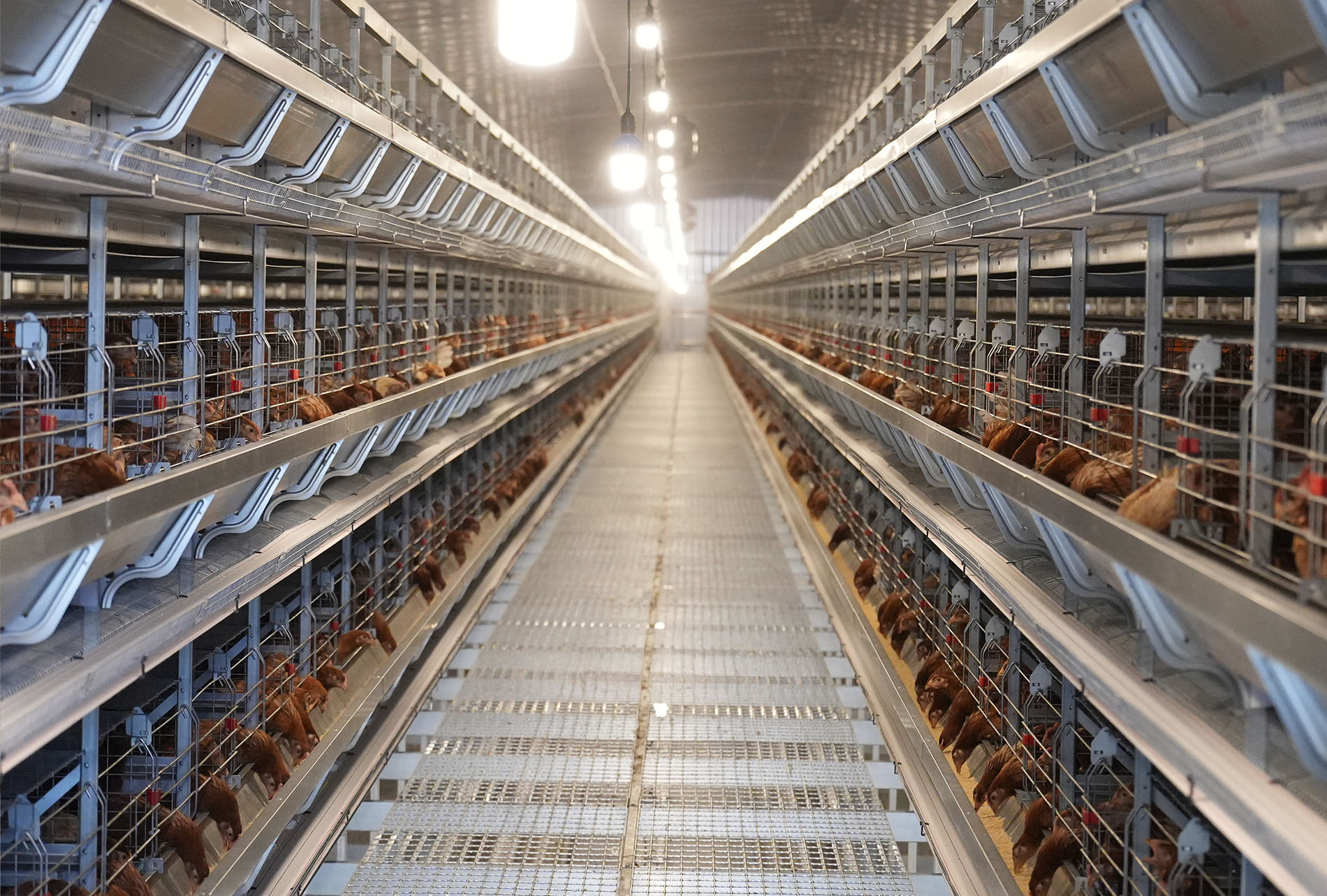 Proyek peternakan lapisan rantai industri penuh Guigang Tongfa 3,6 juta burung